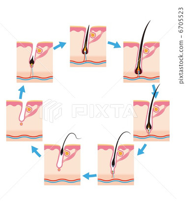 頭髮生命週期 頭髮生命週期 6705523
