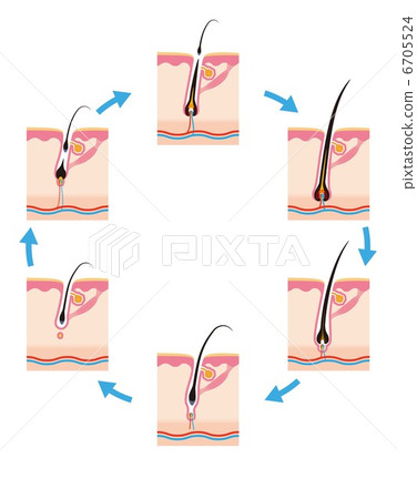 頭髮生命週期 6705524