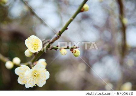 梅花語：清心日本杏 6705688