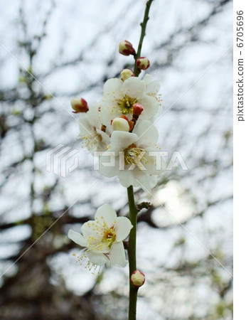 Plum flower language: clear heart Japanese apricot - Stock Photo