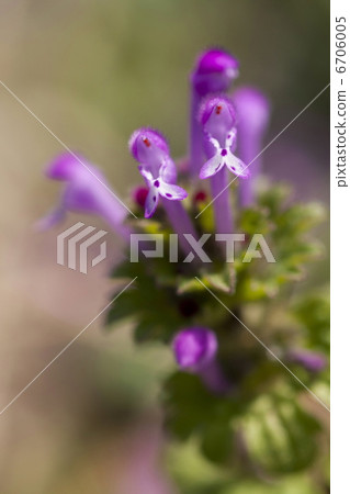 Lamium amplexicaule 6706005