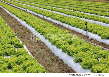 Lettuce field Lettuce field 6706476