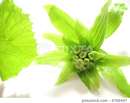 Flower blossoms and leaves Flower blossoms and leaves 6706497