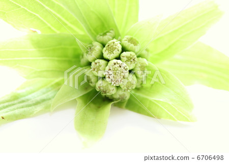 Spring taste wiping cloth Spring taste wiping cloth 6706498