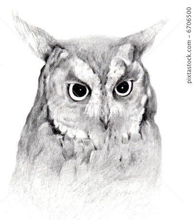 Horned Owl, avian, pencil sketch 6706500