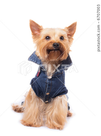 yorkshire terrier 6707003