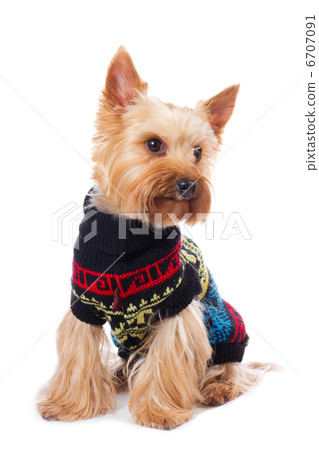 yorkshire terrier 6707091