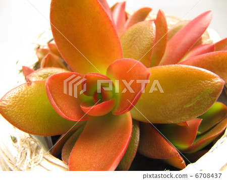 Succulent plants 6708437