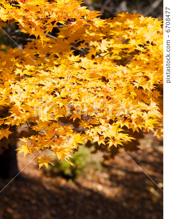 Autumn leaves 6708477