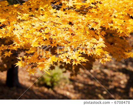 Autumn leaves 6708478