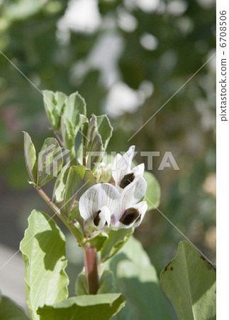 Broad bean flowers 6708506