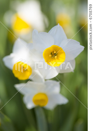 Daffodil flowers 6708769