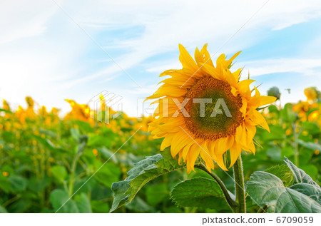 sunflowers sunflowers 6709059