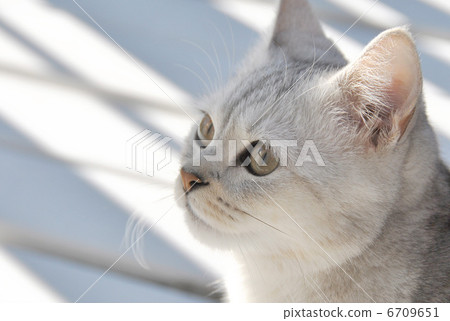 Cat catch ahead Cat catch ahead 6709651