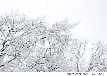 Snow tree Snow tree 6709652