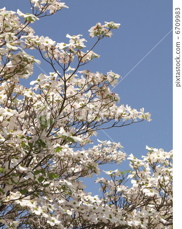 Dogwood 6709983