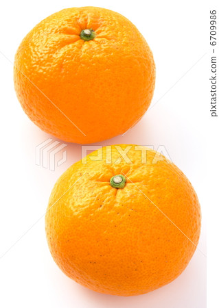 Summertime orange 6709986