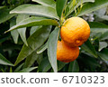 Oranges 6710323