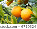 Oranges 6710324