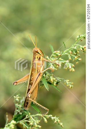 蝗蟲Invisoaceae Tutyi Nago(成人)(可用圖畫書) 蝗蟲Invisoaceae Tutyi Nago(成人)(可用圖畫書) 6710594