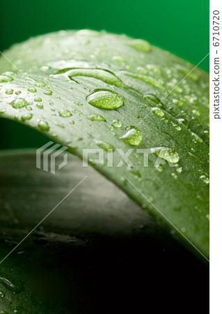 Large leaves on a green background 6710720