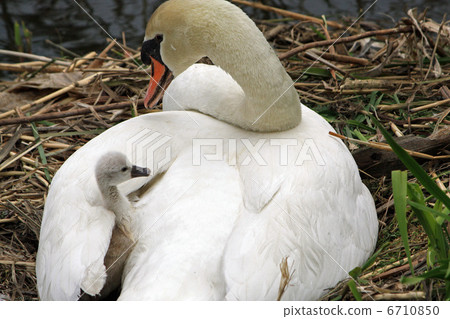 Parent and child of swallow swans 6710850