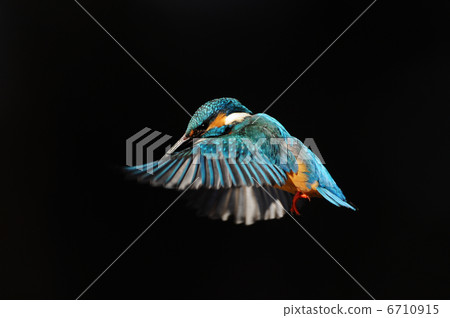 Hovering the jade Hovering the jade 6710915