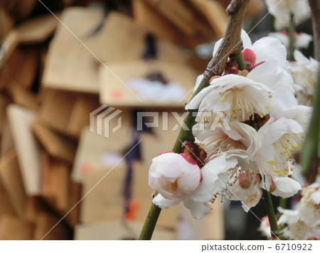 李子和電子郵件 6710922