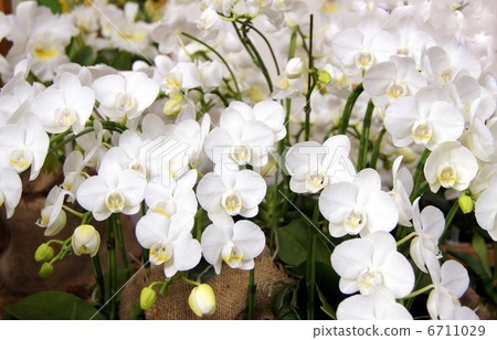 Phalaenopsis orchid (white) 6711029