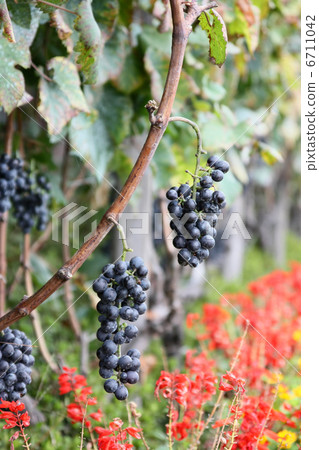 Winery's grape shelf and flower garden Winery's grape shelf and flower garden 6711042