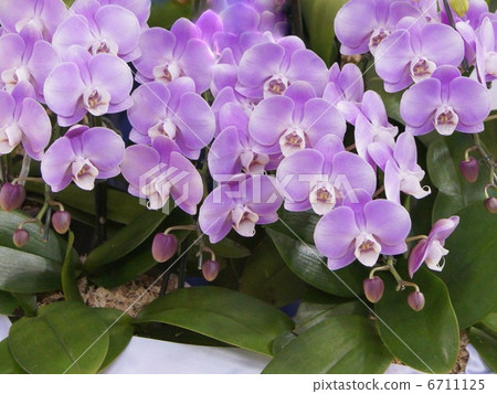 蝴蝶蘭(淺紫色) 蝴蝶蘭(淺紫色) 6711125