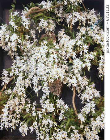 Serologine (white): Ranch orchid Serologine (white): Ranch orchid 6711132