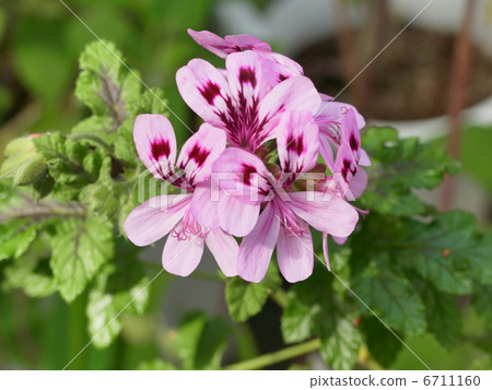 Fair elen geranium Fair elen geranium 6711160