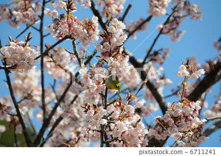 Mejiro (Hwa Park) 6711241