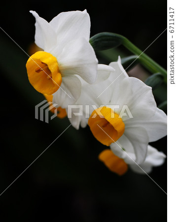 水仙 6711417