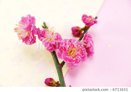 彈簧材料·紅肉·梅花圖案其他2日本紙背水平位置 6711631