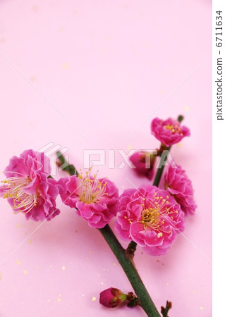 Spring material · red hot spring up · gold leaf peach colored Japanese paper back vertical position 6711634