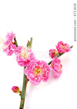 Spring material · red plum up · white back vertical position Spring material · red plum up · white back vertical position 6711638
