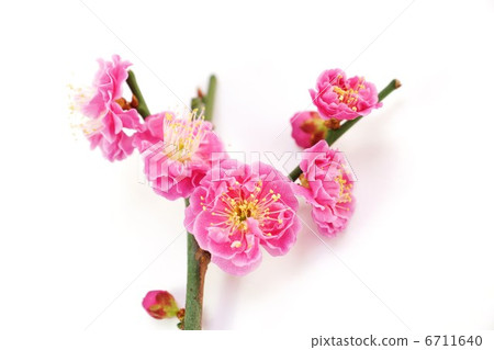 Spring material, red plum up, white background horizontal position Spring material, red plum up, white background horizontal position 6711640