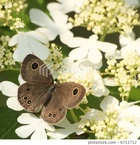 Yabudemari和Shimeira Namijanome 6711712