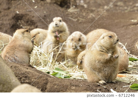 植絨草原土撥鼠 6712246