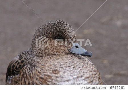 Hydrigamous female Hydrigamous female 6712261