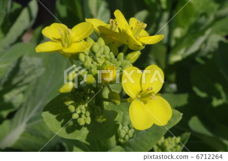 大白菜花和芽 6712264