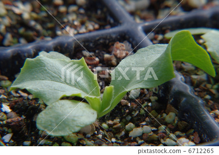 生菜幼苗 6712265