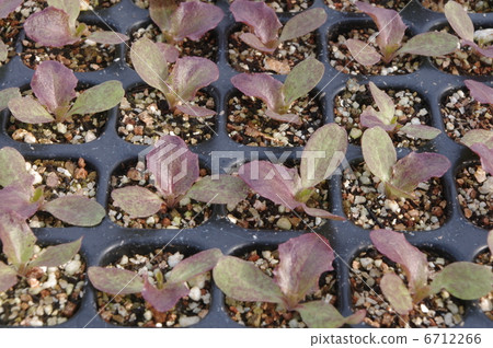 陽光萵苣苗 6712266