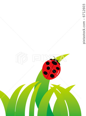 Ladybug Nature Ladybug Nature 6712603
