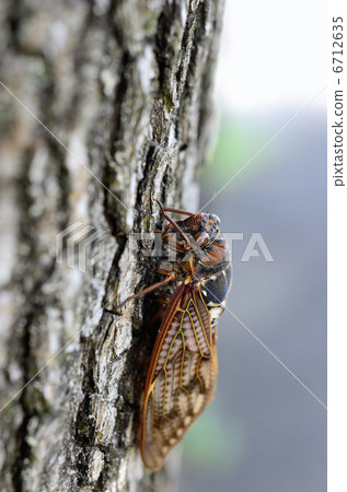 吸收汁液(摘要) 吸收汁液(摘要) 6712635