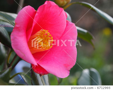 山茶花 6712993