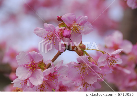 河津櫻花 6713025