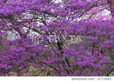 Mitsuba Azalea 6713083